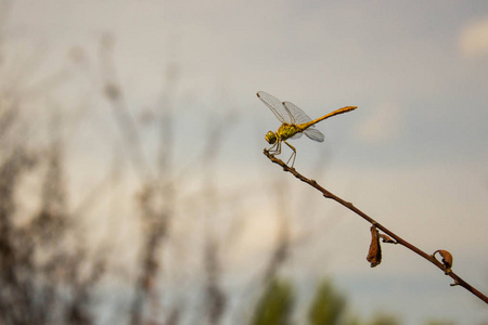 小黄 gragonfly 在一根有读干树叶的棍子上