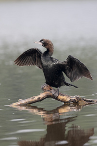 俾格米人的鸬鹚，Phalacrocorax pygmeus