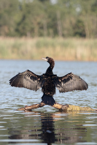 俾格米人的鸬鹚，Phalacrocorax pygmeus