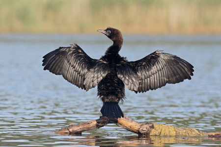 俾格米人的鸬鹚，Phalacrocorax pygmeus