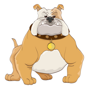 强烈的肌肉攻击性斗牛犬 2牛头犬卡通插图侵略性牛头犬撕咬他的衬衫