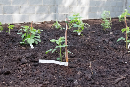 在花园里降落一棵年轻的树莓植物