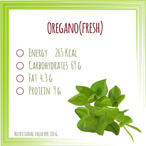 Oregano.Herbs 和香料。营养成分。平面设计，没有格拉迪