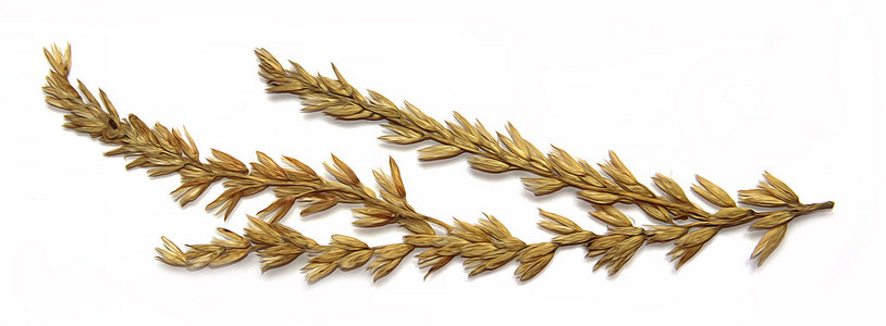 提取谷物干玉米麦秆穗粒谷物，分离得到白色