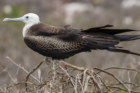 壮观的 Frigatebird Fregata magnificens 在加拉帕戈斯群岛, 厄瓜多尔