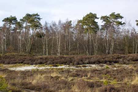 在荷兰的国家公园 Maasduinen