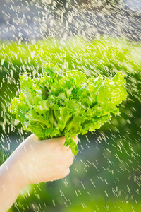 女人从她的菜园采摘新鲜的沙拉。莴苣叶下的雨滴