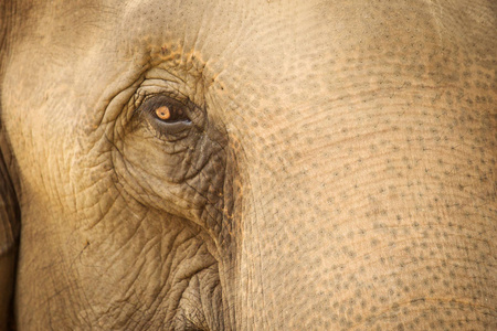 在尼泊尔奇特旺公园的大象的眼睛美丽特写