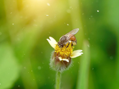 小蜜蜂在飘光风花中的宏观图像