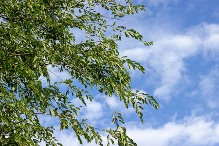一棵树, 绿叶植物, 蓝天, 白云