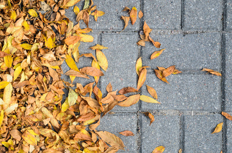 黄色秋天落叶在人行道上铺上了灰色的混凝土铺路石的顶上景色。秋天方式, 季节变动概念
