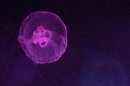 奥里莉亚黄金水母 aurita, 半透明的月亮水母在水族馆内游泳照片