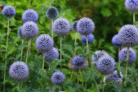 echinops 的头状花序照片