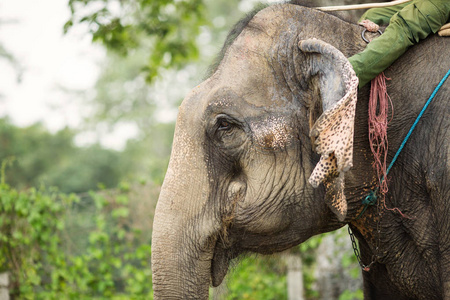 在尼泊尔奇特旺公园的美丽大象的特写
