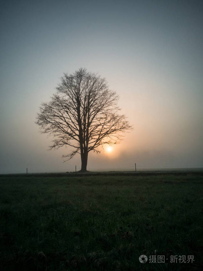 树剪影在清晨, 除了农村的道路与田野在前景和沉重的薄雾覆盖的背景
