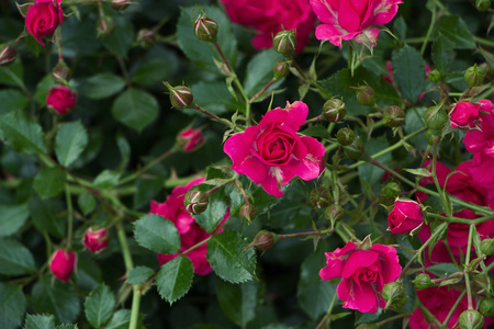 粉色玫瑰的叶子和花蕾的背景。选择性焦点，健美的形象，影片效果