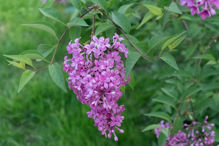 丁香花盛开在花园里。一束美丽的丁香特写