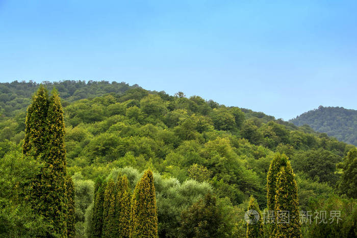 在蓝天下和常青柏树的前景下覆盖着森林的群山和丘陵