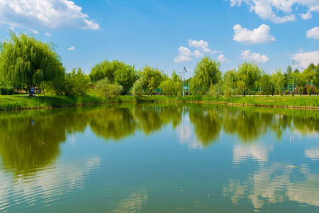 绿柳树的湖水反射图片