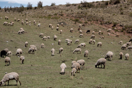 秘鲁库斯科神圣山谷的一座绿色草地上的羊群群