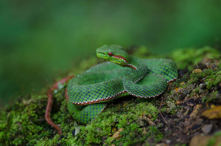 教皇的绿色 Pitviper 蛇 竹叶青 Popeia popeiorum 在森林泰国