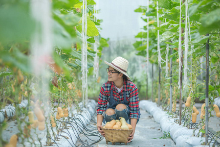 亚洲年轻妇女在温室篮子举行巴特纳特壁收获