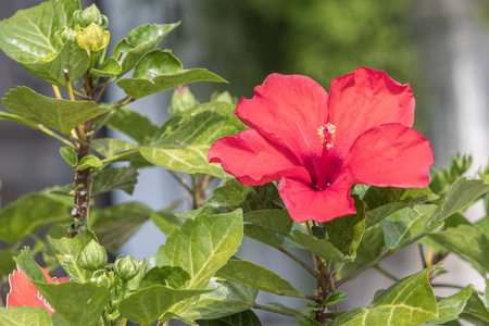 花园里盛开的芙蓉花