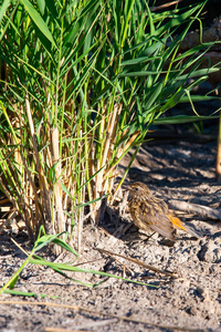 野生自然中的年轻 Bluethroat 或 Luscinia Svecica