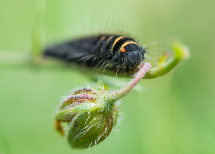 狐狸飞蛾 (macrothylacia rubi) 初龄幼虫照片