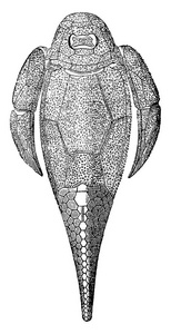 第一条鱼, 泥盆纪时期, Cephalaspis lloydii 和 Pteraspis rostratus, 复古刻插图