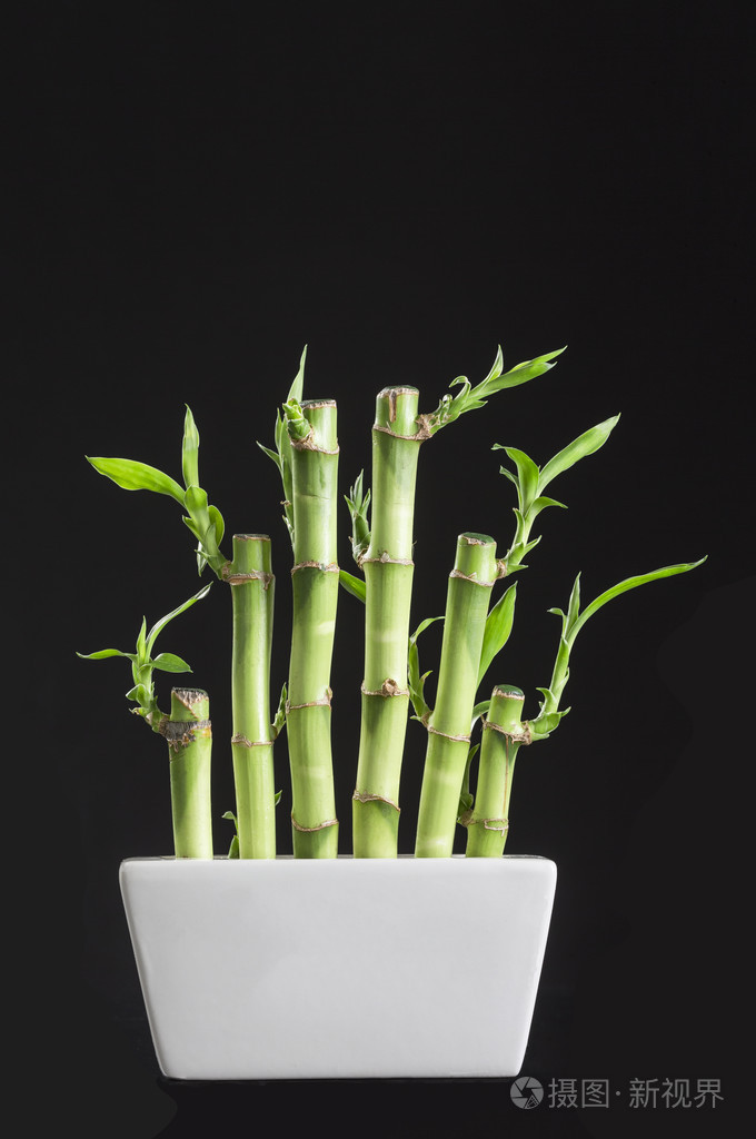 幸运竹富贵竹在一个传统的瓷罐在黑色的背景