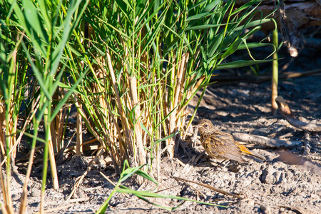 野生自然中的年轻 Bluethroat 或 Luscinia Svecica