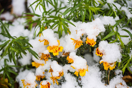 秋初雪下的花朵。金盏冬