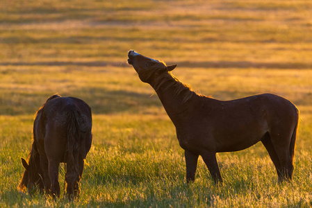 在日出时, 野马在草地上放牧。概念自由在自然