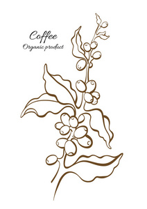 矢量咖啡树,树枝,叶子,天然豆类植物艺术线条画设计写实植物生物食品