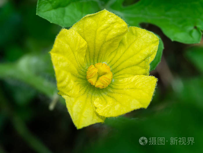 西瓜花的特写照片 正版商用图片0ruxfq 摄图新视界 西瓜花的特写照片 正版商用图片0ruxfq 摄图新视界