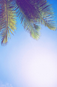 天空的棕榈分支背景