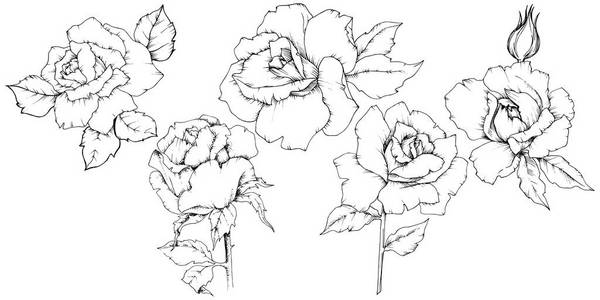 玫瑰花在媒介样式隔绝了。植物的全名 罗斯。背景纹理包装图案框架或边框的矢量花