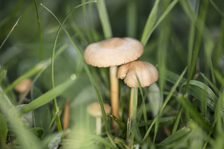 小蘑菇生长在草甸之间的草地上