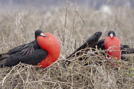 壮观的 Frigatebird Fregata magnificens 在加拉帕戈斯群岛, 厄瓜多尔