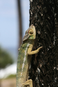 cameleon sur 联合国 arbre