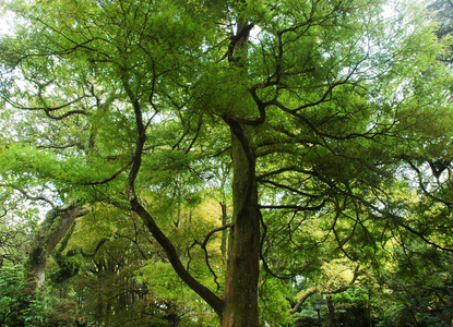 天空大树一棵生机勃勃的大树, 与树枝呈黑色的对比.