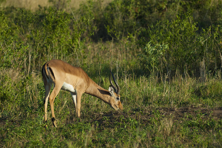 南非野生黑斑羚