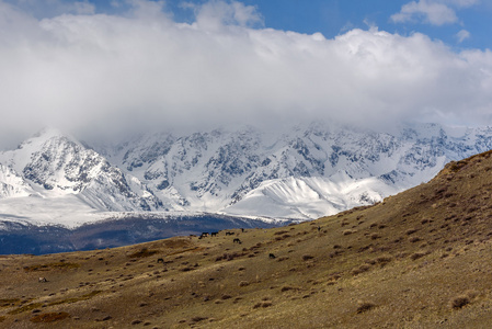 山雪马牧场谷