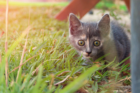 小猫走在草地上的家庭花园