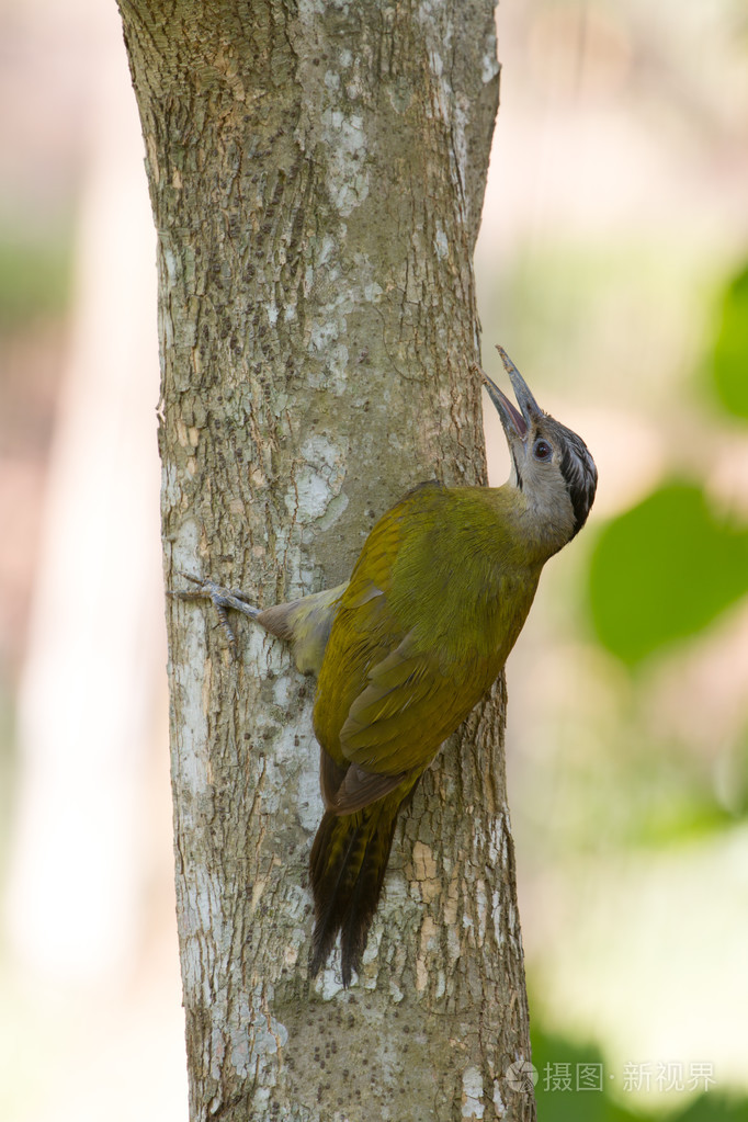 灰头啄木鸟在树上