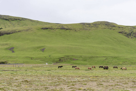 绿色丘陵与放牧马