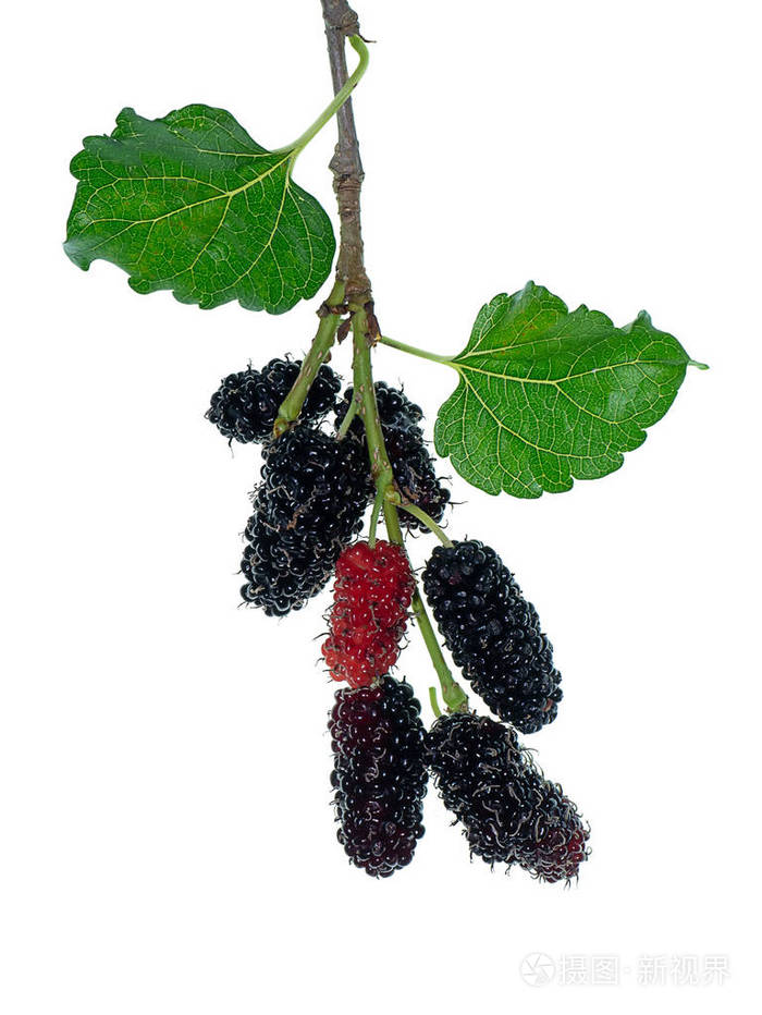 白色背景下桑叶结叶的研究