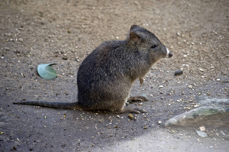 这是一个长鼻子 potoroo 的侧面视图