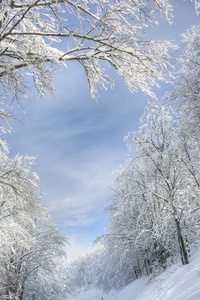 在阳光明媚的日子里看到一座白雪皑皑的森林